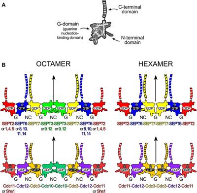 The Structural Biology of Septins and Their Filaments: An Update